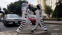 Ini penampakan zebra cross yang menyapa sejumlah pengendara di sebuah jalan di La Paz, Bolivia, Senin (5/12/2016).