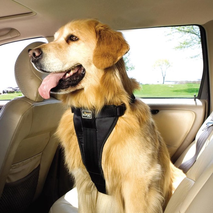 Anjing di mobil