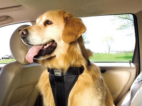 Anjing di mobil