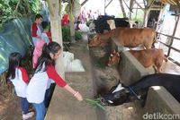 Wisata di Husmilk Sukabumi (Fitraya/detikTravel)