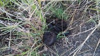 Bukan hanya manusia, hewan ternak berupa sapi dan kambing pun mencari makan di sini. Jadi hati-hati dengan kotorannya di sepajang jalan treking ya (Bonauli/detikTravel)