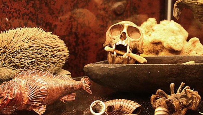Dari Boneka Voodoo Sampai Hewan Awetan, Aneka Koleksi Eksotis di Museum Jerman