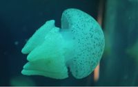 Ayo Jelajahi Wahana Jelly Fish di Seaworld Ancol