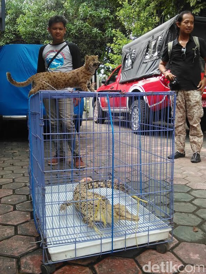 BKSDA Jember Amankan Buaya dan Kucing Hutan