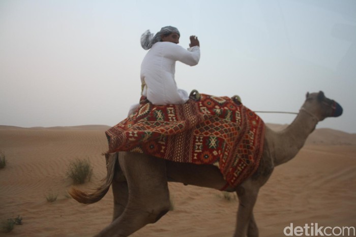 unta di dubai