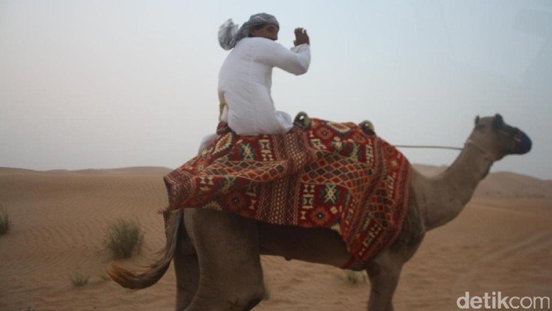 unta di dubai unta di dubai