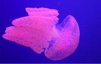 Ayo Jelajahi Wahana Jelly Fish di Seaworld Ancol