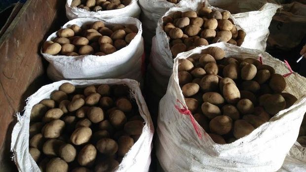 Aneh! Di Pasar Harga Kentang Dieng Rp 13.00/Kg, yang Impor Hanya Rp 7.000/Kg