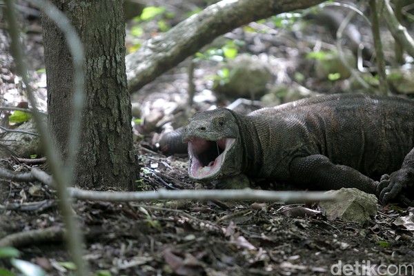Turun lagi ke bawah, ke Labuan Bajo di NTT ada Naga Purba alias komodo. Hewan purba yang cuma ada di Indonesia, tidak ada di tempat lain! (Agung Pambudhy/detikTravel) Turun lagi ke bawah, ke Labuan Bajo di NTT ada Naga Purba alias komodo. Hewan purba yang cuma ada di Indonesia, tidak ada di tempat lain! (Agung Pambudhy/detikTravel)