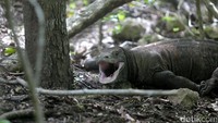 Turun lagi ke bawah, ke Labuan Bajo di NTT ada Naga Purba alias komodo. Hewan purba yang cuma ada di Indonesia, tidak ada di tempat lain! (Agung Pambudhy/detikTravel)