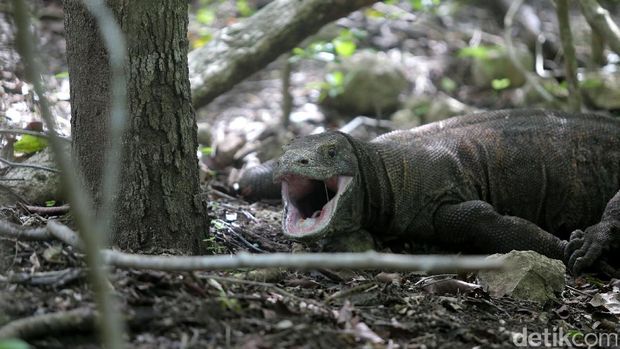 Komodo yang tengah membuka mulut (Agung Pambudhy/detikcom)
