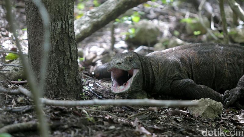 Potret Ganas Komodo di Pulau Rinca