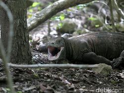 1 Komodo Mati Dunia Bisa Geger, Pembangunan Pasti Hati-hati