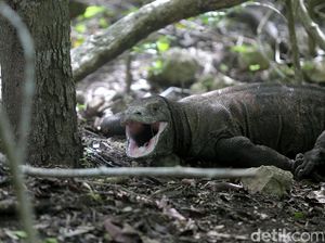 1 Komodo Mati Dunia Bisa Geger, Pembangunan Pasti Hati-hati
