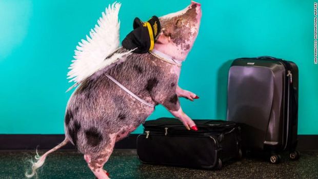 Wow! Babi Betina Ini Jadi Terapis Stres di Bandara San Francisco