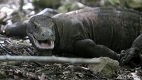 Pulau Rinca merupakan zona inti taman nasional, sesuai Peta Zonasi Taman Nasional Komodo. Memang, pulau seluas 190-an km persegi ini adalah habitat asli komodo Si Naga Purba (Agung Pambudhy/detikTravel)