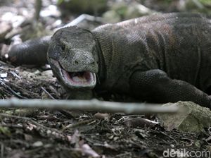 2 Pria Curi Komodo di Manggarai Timur, Dijual Rp 5 Juta ke Penadah di Surabaya