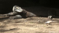 Komodo kebanyakan menghabiskan waktunya untuk diam.