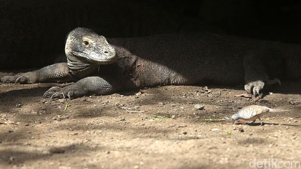 Tanggapan Penduduk Pulau Komodo Soal Isu di Taman Nasionalnya