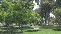 Pada puncak musim panas pun udara di Lima hanya mencapai sekitar 24 derajat celcius saja. Sementara di musim dingin hanya sampai sekitar 16 derajat Celcius. Beberapa taman menghiasi Kota Lima sebagai tempat untuk berteduh (Angga/detikTravel)