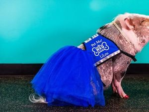 Wow! Babi Betina Ini Jadi Terapis Stres di Bandara San Francisco