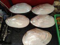 Hiasan Kerang Asal Cilacap Ini Telah Diekspor ke Sudan dan Mesir