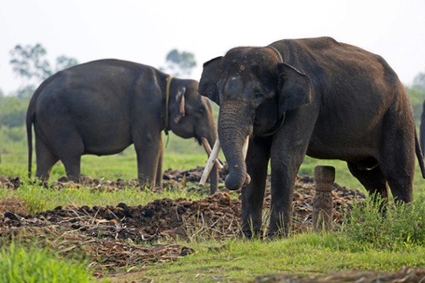 Kamu ingin bertemu gajah, datang saja ke Taman Nasional Way Kambas. Lokasi ini adalah tempat pelatihan, perlindungan dan konservasi gajah Sumatera. Kamu bisa nih belajar sekaligus berinteraksi dengan gajah.(Thinkstock) Kamu ingin bertemu gajah, datang saja ke Taman Nasional Way Kambas. Lokasi ini adalah tempat pelatihan, perlindungan dan konservasi gajah Sumatera. Kamu bisa nih belajar sekaligus berinteraksi dengan gajah.(Thinkstock)