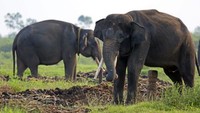 Kamu ingin bertemu gajah, datang saja ke Taman Nasional Way Kambas. Lokasi ini adalah tempat pelatihan, perlindungan dan konservasi gajah Sumatera. Kamu bisa nih belajar sekaligus berinteraksi dengan gajah.(Thinkstock)