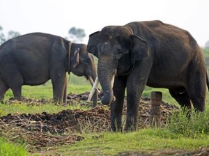 Fauna Oriental: Ciri-Ciri, Jenis dan Contohnya