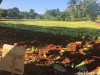 Simpati dan Dukacita untuk Gempa Aceh Bergema di Kuba
