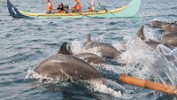Teluk Kiluan menjadi tempat yang bisa mempertemukan traveler dengan puluhan lumba-lumba. Terumbu karang, ikan hias dan air dengan gradasi biru jadi daya tarik wisata ini. (indonesia.travel)