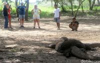 Wisatawan yang tengah melihat Komodo dari jarak aman (Agung Pambudhy/detikcom)