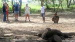 Melihat Komodo di Habitat Aslinya di Pulau Rinca
