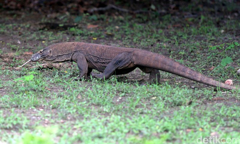 Komodo merupakan hewan endemik yang hanya ada di Indonesia khususnya Di Pulau Komodo dan Pulau Rinca. Di Pulau Rinca terdapat 1200 ekor komodo. Untuk melihat komodo disana kita berkeliling pulang dengan ditemani oleh ranger. Di Pulau ini juga  terdapat kerbau dan rusa sebagai makanan komodo.