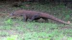 Melihat Komodo di Habitat Aslinya di Pulau Rinca