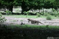 Pulau Rinca merupakan salah satu habitat asli komodo (Agung/detikTravel)