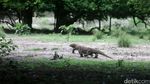 Pulau Rinca Diusung Jadi Jurassic Park Indonesia