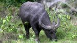 Melihat Komodo di Habitat Aslinya di Pulau Rinca
