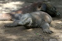 Komodo di Pulau Rinca (Agung Pambudhy/detikTravel)