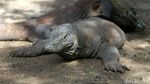 Melihat Komodo di Habitat Aslinya di Pulau Rinca