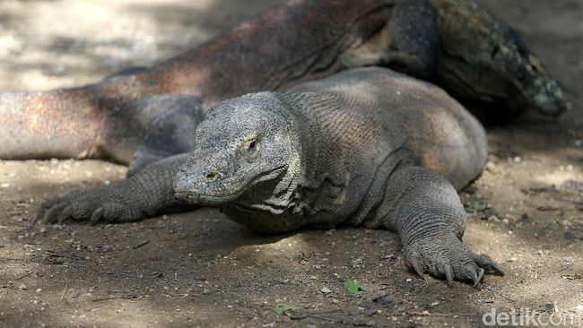 Melihat Komodo di Pulau Rinca