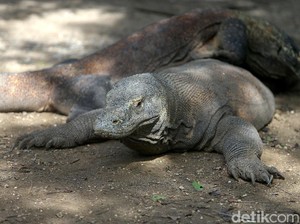 Cuma Indonesia yang Masih Punya Naga Purba