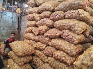 RI Punya Lahan Luas Tapi Puluhan Tahun Impor Kentang, Apa Sebabnya?