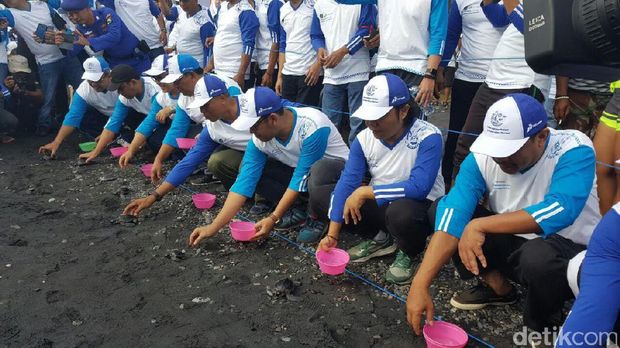 Melepas tukik di Pantai Grand Watu Dodol Banyuwangi