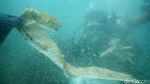 Penyelam Bersih-bersih Sampah di Dasar Laut Labuan Bajo