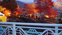 Foto: Pohon-pohon maple ini usianya sekitar 100 tahun. Panoramanya sungguh cantik dengan dedaunan kuning kecoklatan yang tampak menyala (Kurnia/detikTravel)