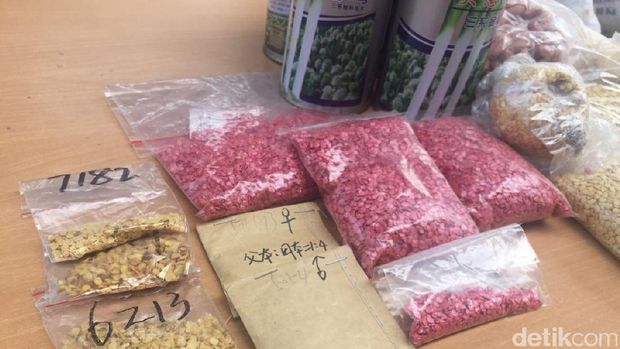 Benih cabai berbakteri