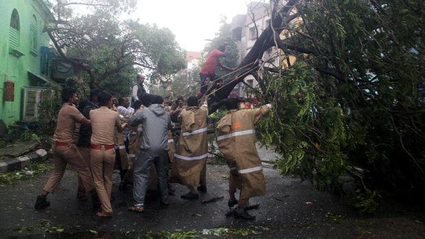Pohon tumbang akibat topan Vardah di India