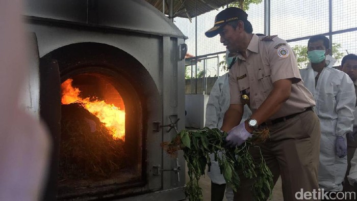 Ini Benih Cabai Berbakteri yang Ditanam Warga Negara China di Bogor