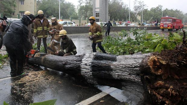 Pohon tumbang akibat topan Vardah di India